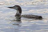 Loon In The Lake_22826